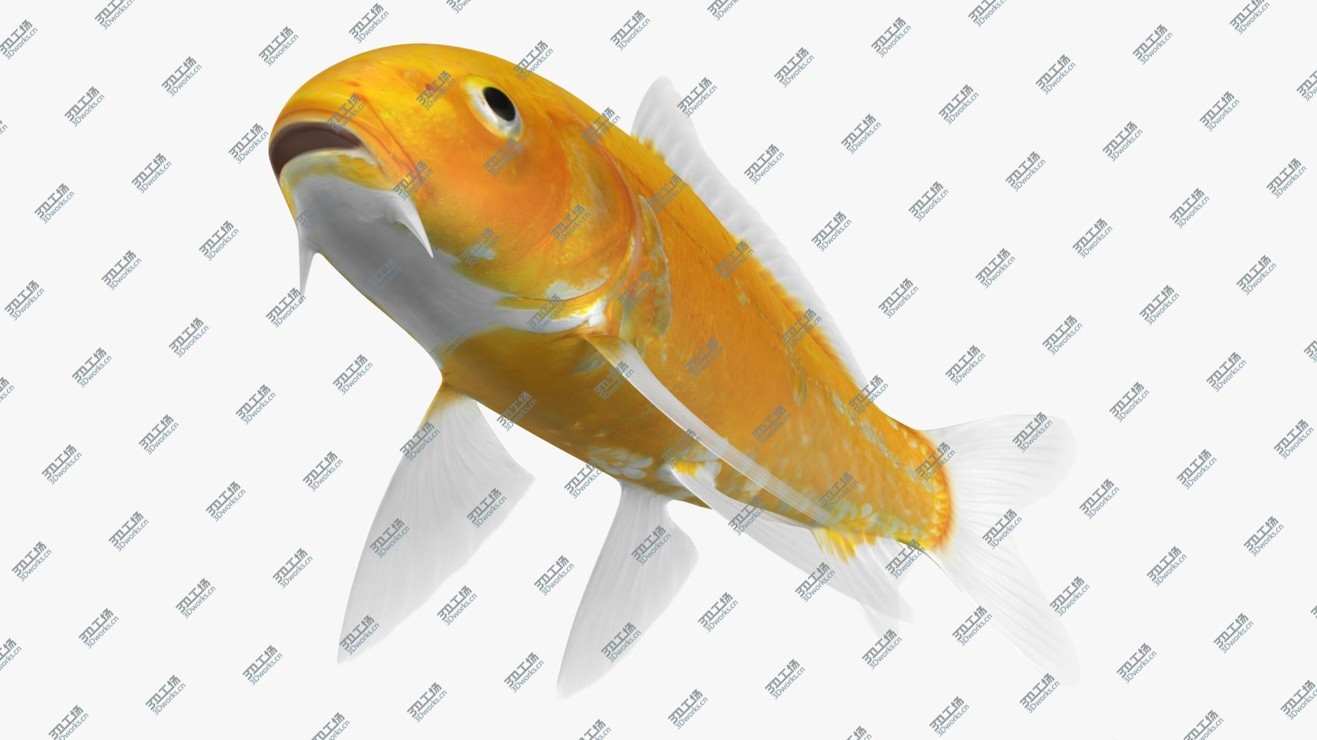 images/goods_img/202105071/3D Kigoi Koi Fish (Animated)/5.jpg
